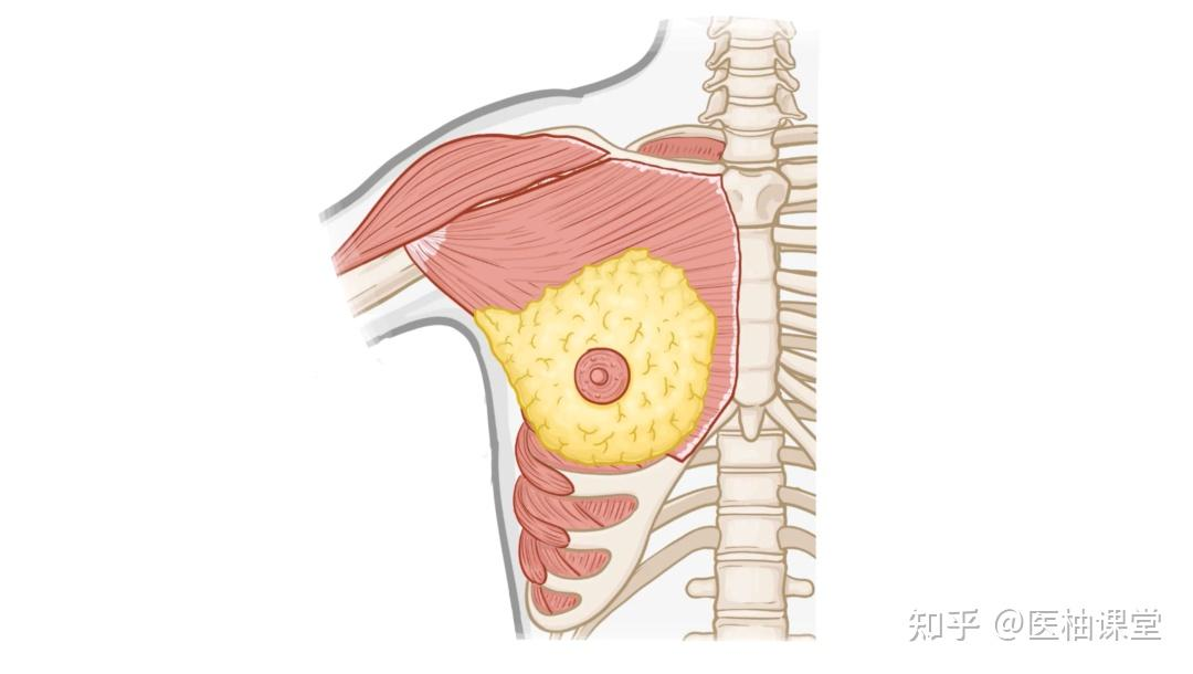 乳房的范围