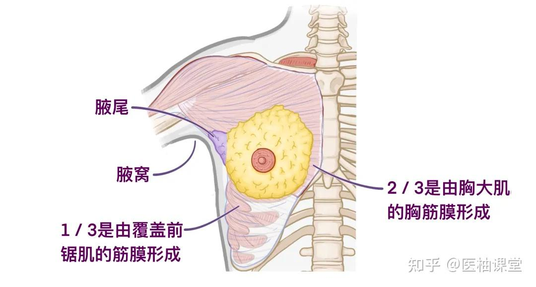 斯彭斯尾的位置,与肌肉的关系