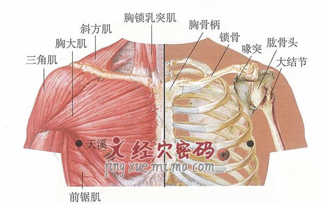 天溪穴与肌肉的关系